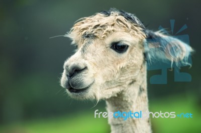 Alpacas In A Field Stock Photo