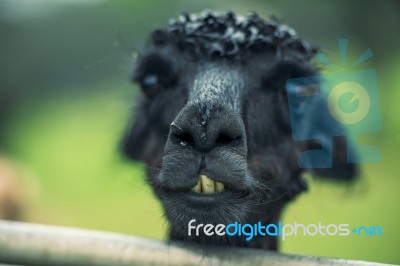 Alpacas In A Field Stock Photo