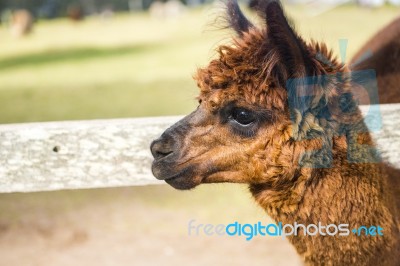 Alpacas In A Field Stock Photo