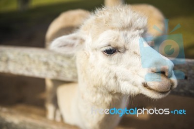 Alpacas In A Field Stock Photo