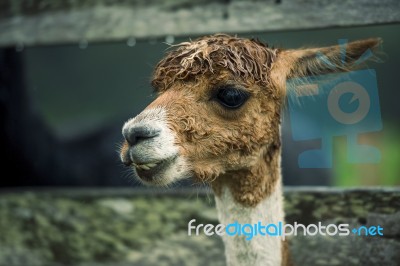 Alpacas In A Field Stock Photo