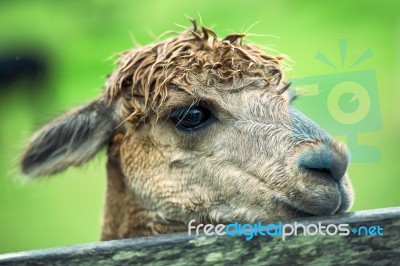 Alpacas In A Field Stock Photo