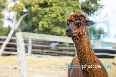 Alpacas In A Field Stock Photo