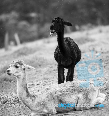 Alpacas In A Field. Black And White  Stock Photo