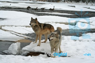 Alpha Male & Female Wolves Stock Photo