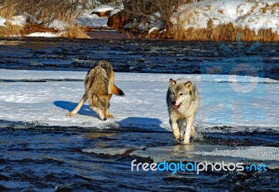 Alpha Male & Female Wolves Stock Photo