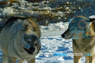 Alpha Male & Female Wolves Stock Photo