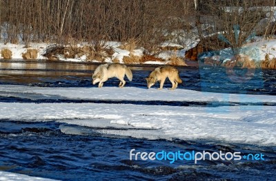 Alpha Male & Female Wolves Stock Photo