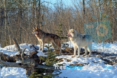 Alpha Male & Female Wolves Stock Photo