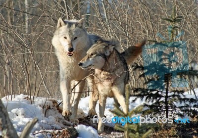 Alpha Male & Female Wolves Stock Photo