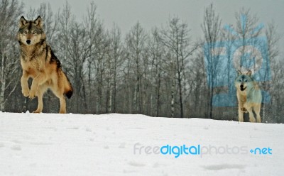 Alpha Male & Female Wolves Stock Photo