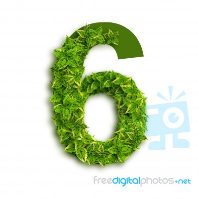 Alphabet Number 6 With Leaves Stock Photo