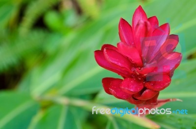 Alpinia, Red Ginger Flower Stock Photo