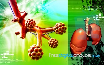 Alveoli Stock Image