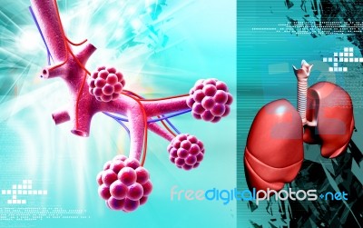 Alveoli Stock Image