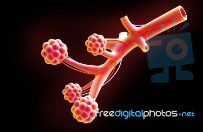 Alveoli Stock Image