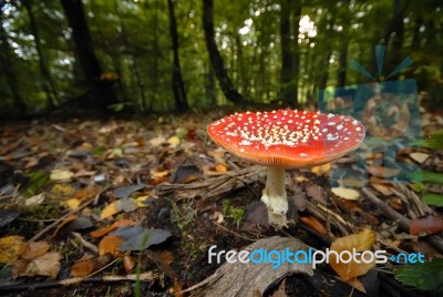 Amanita Muscaria Stock Photo