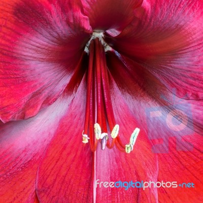 Amaryllis Stock Photo