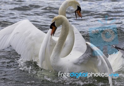 Amazing Expressive Photo Of The Fighting Swans Stock Photo