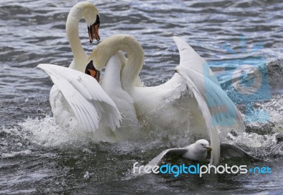 Amazing Fight Between The Swans Stock Photo