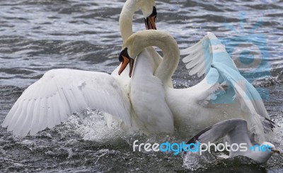 Amazing Fight Of The Swans Stock Photo