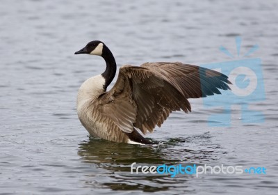 Amazing Image With A Noble Canada Goose With The Wings Stock Photo