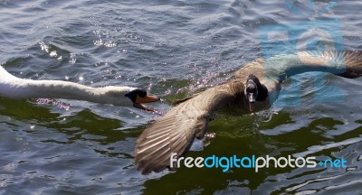 Amazing Image With An Angry Swan Attacking A Canada Goose Stock Photo