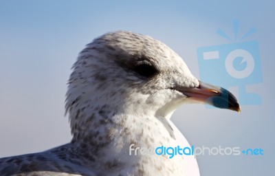 Amazing Isolated Image Of A Cute Gull Stock Photo