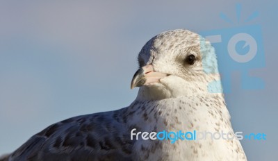 Amazing Isolated Photo Of A Beautiful Gull Stock Photo