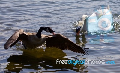 Amazing Isolated Photo Of The Canada Goose Running Away From The Angry Mute Swan Stock Photo