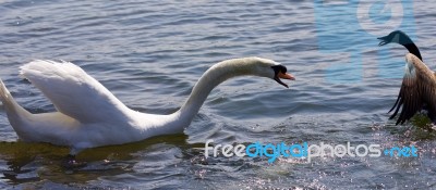 Amazing Isolated Photo Of The Swan Attacking The Canada Goose Stock Photo