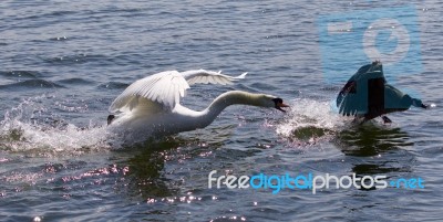 Amazing Photo Of The Angry Swan Attacking The Canada Goose Stock Photo