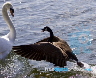 Amazing Photo Of The Epic Fight Between A Canada Goose And A Swan Stock Photo