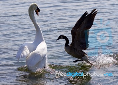 Amazing Photo Of The Epic Fight Between The Canada Goose And The Swan Stock Photo