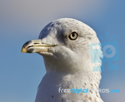 Amazing Picture Of A Cute Beautiful Gull And A Sky Stock Photo