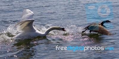 Amazing Picture With The Angry Swan Attacking The Canada Goose Stock Photo