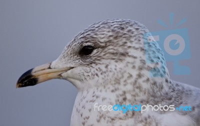 Amazing Portrait Of A Cute Beautiful Gull Stock Photo