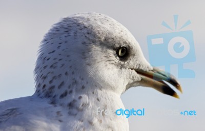 Amazing Portrait Of A Cute Beautiful Gull With Opened Bick Stock Photo