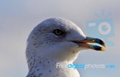 Amazing Portrait Of A Cute Beautiful Gull With The Bick Opened Stock Photo