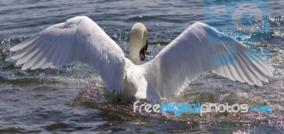 Amazing Wings Of The Beautiful Swan Stock Photo