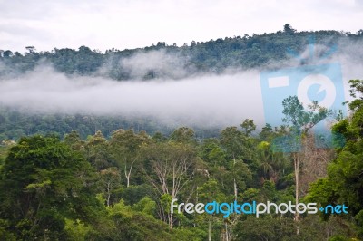 Amazon, View Of The Tropical Rainforest, Ecuador Stock Photo