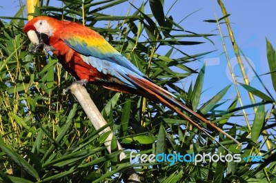 Amazonian Macaw - Ara Ararauna In Front Of A Blue Sky Stock Photo