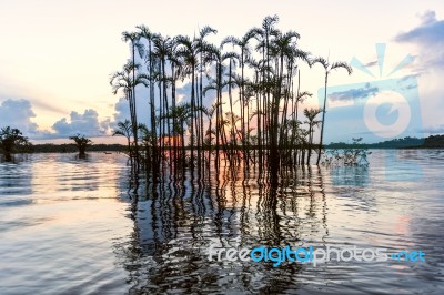 Amazonian Rainforest. Laguna Grande, National Park Cuyabeno. Ecu… Stock Photo