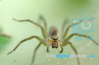 
Ambush Prey On Spider Webs Trap Nests Stock Photo