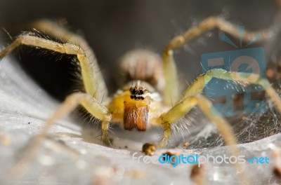 
Ambush Prey On Spider Webs Trap Nests Stock Photo