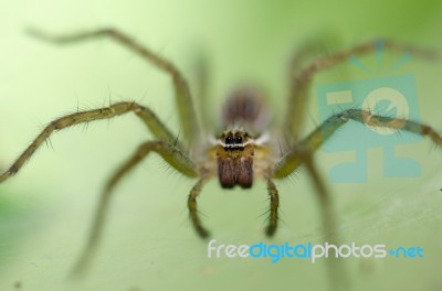 
Ambush Prey On Spider Webs Trap Nests Stock Photo