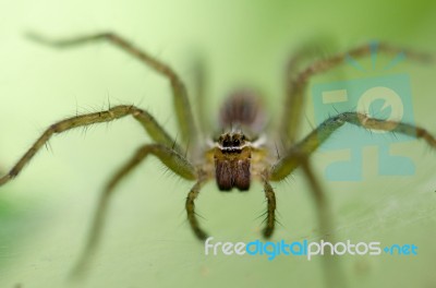 
Ambush Prey On Spider Webs Trap Nests Stock Photo