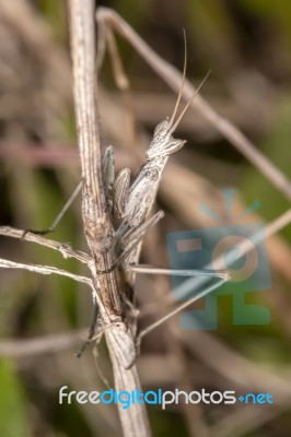 Ameles Picteti Mantis Stock Photo