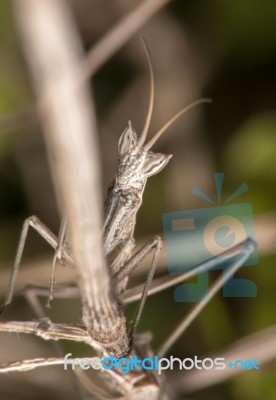 Ameles Picteti Mantis Stock Photo