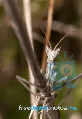 Ameles Picteti Mantis Stock Photo